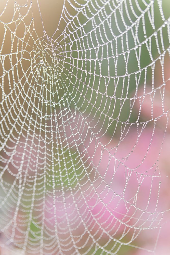 USA, Washington State, Seabeck. Spider web outlined in sunrise dew.